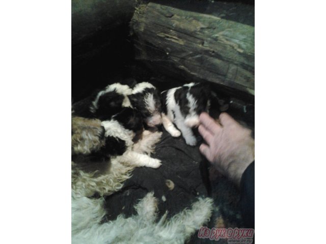 Продам щенков Фокстерьера в городе Верхнеуральск, фото 2, стоимость: 7 000 руб.