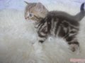 Шотландские мраморные короткошерстные котята в городе Нальчик, фото 1, Кабардино-Балкария