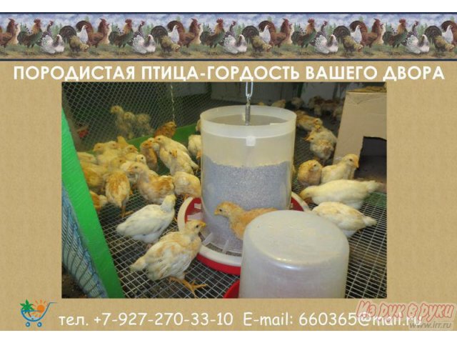 Кормушка большая для домашней птицы в городе Ульяновск, фото 1, Ульяновская область