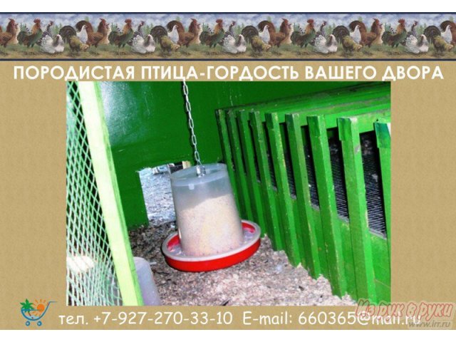 Кормушка большая для домашней птицы в городе Ульяновск, фото 2, стоимость: 575 руб.