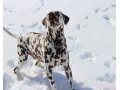 Молодой далматинец приглашает невест в городе Великий Новгород, фото 4, Новгородская область