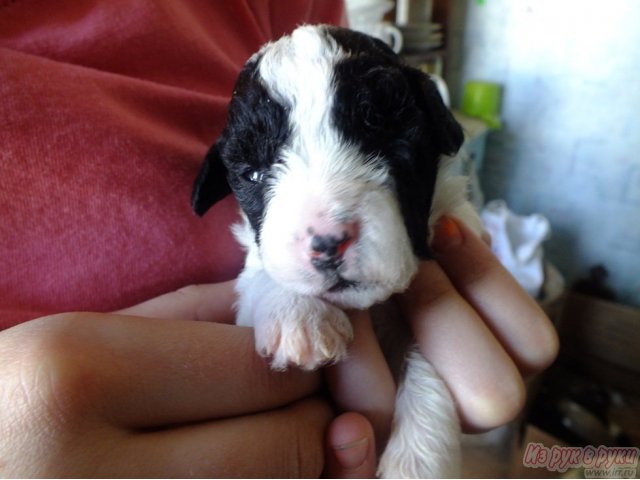 Спанпух - новая томская порода в городе Томск, фото 2, стоимость: 0 руб.