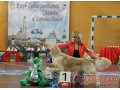 щенки Золотистого ретривера от чемпионов в городе Саров, фото 3, Собаки
