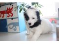 Щенки китайской хохлатой собаки от чемпиона России в городе Московский, фото 2, стоимость: 7 000 руб.