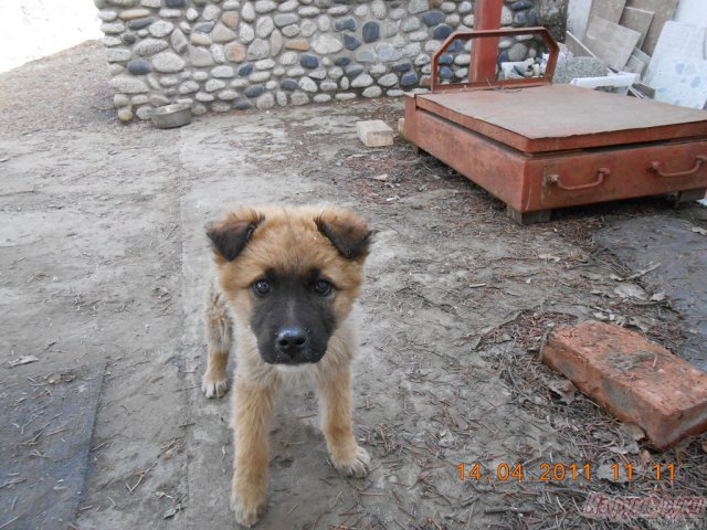 Отдам щенков в городе Владивосток, фото 3, Приморский край