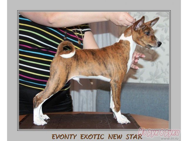 Щенок басенджи в городе Владивосток, фото 4, Приморский край