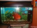 Продам аквариум с рыбой цихлида попугай красный в городе Набережные Челны, фото 1, Татарстан