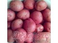продам семенной картофель в городе Омск, фото 1, Омская область