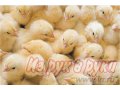Цыплята бройлеров в городе Екатеринбург, фото 1, Свердловская область