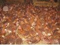продажа кур гуси бройлеры утки индюшата в городе Киров, фото 1, Калужская область