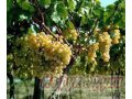 Саженцы винограда в городе Оренбург, фото 1, Оренбургская область
