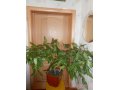 Продаю комнатное растение ГИБИСКУС в городе Набережные Челны, фото 1, Татарстан