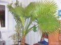 продам пальму Вашингтония в городе Тюмень, фото 1, Тюменская область