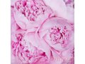 Нежные розовые пионы в свадебном букете невесты никогда не выйдут из моды,  благод.. . в городе Москва, фото 1, Московская область