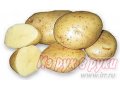 Деревенская картошка в городе Пермь, фото 1, Пермский край