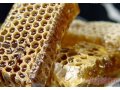Продам донниковый мед в городе Сызрань, фото 1, Самарская область