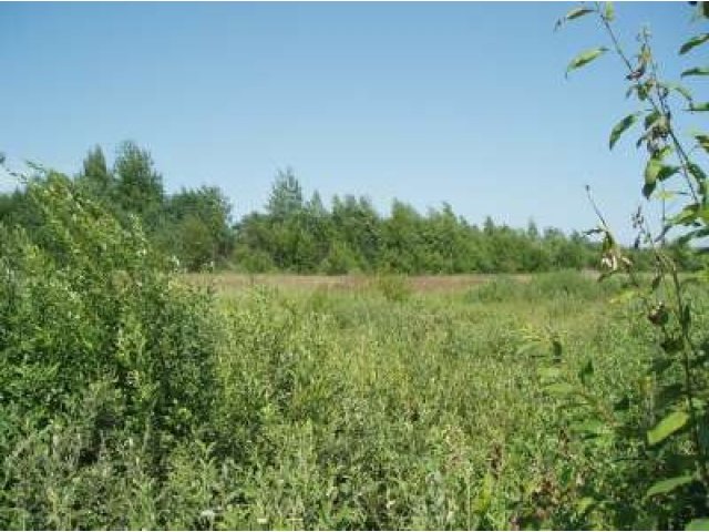 Сдаю 12га земли 85 км от МКАД (сельхоз назначения) ровное поле,на длит в городе Боровск, фото 1, стоимость: 100 руб.