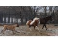 Пони в городе Екатеринбург, фото 1, Свердловская область