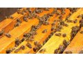 Пчелосемьи. в городе Чебоксары, фото 1, Чувашия