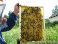 Пчелопакеты в городе Каменка, фото 1, Пензенская область