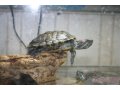 черепахи в городе Йошкар-Ола, фото 1, Марий Эл