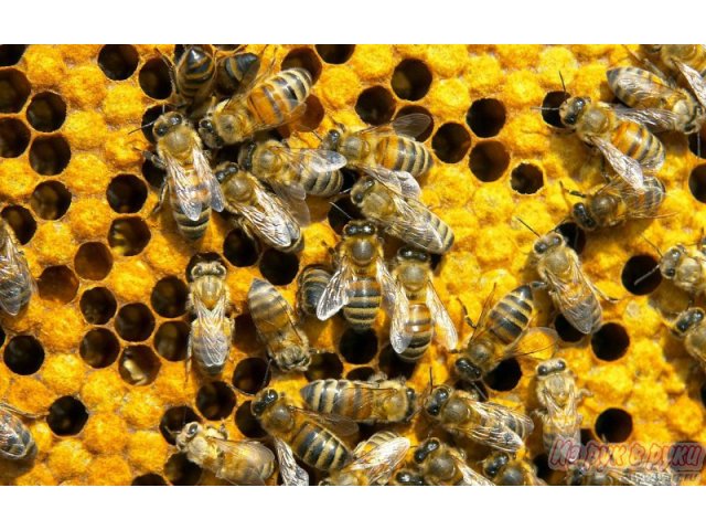 Пчелы. в городе Чебоксары, фото 1, стоимость: 0 руб.