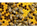Пчелы. в городе Чебоксары, фото 1, Чувашия