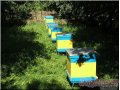 Пчелопакеты и пчелосемьи в городе Ставрополь, фото 1, Ставропольский край