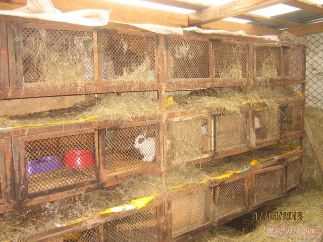 Кролиководческая ферма в городе Екатеринбург, фото 1, Другие животные