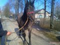 лошади в городе Смоленск, фото 1, Смоленская область