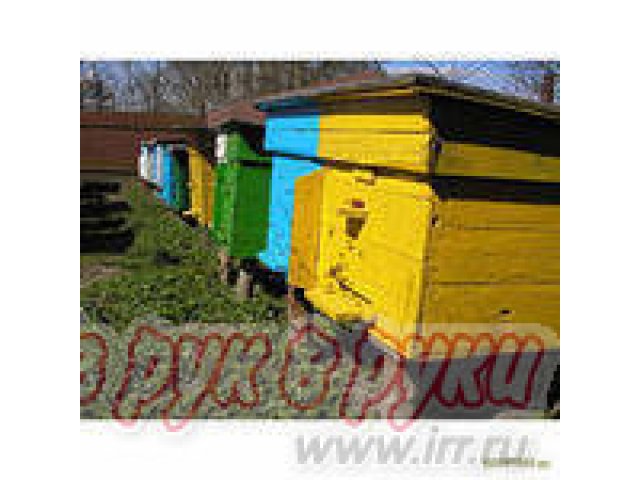 Пчелосемьи в городе Ставрополь, фото 1, стоимость: 0 руб.