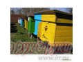 Пчелосемьи в городе Ставрополь, фото 1, Ставропольский край
