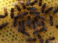 Пчёлы в городе Кузнецк, фото 1, Пензенская область