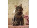 Сказочный  котик  мейн-кун Lovelas  Cat! в городе Когалым, фото 1, Ханты-Мансийский автономный округ