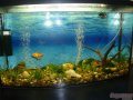 СРОЧНО продам аквариум на 90литров в городе Тольятти, фото 1, Самарская область