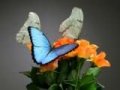 Продается 30 бабочек – розница в городе Владимир, фото 1, Владимирская область