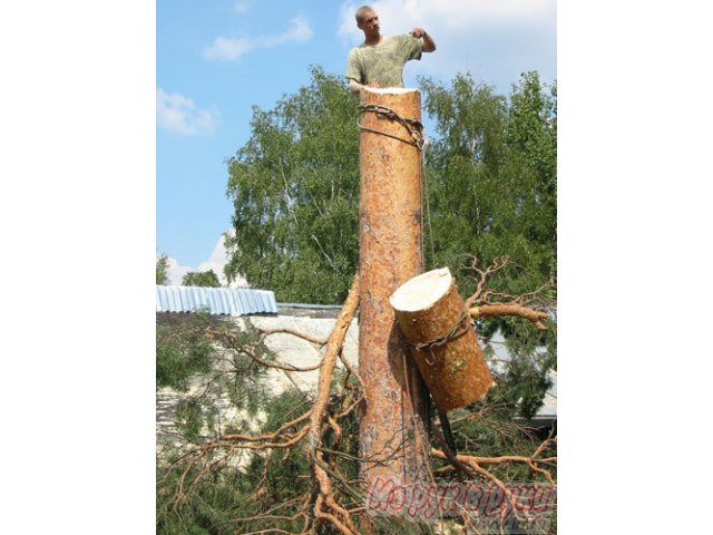 Спил деревьев в городе Барнаул, фото 2, стоимость: 1 900 руб.