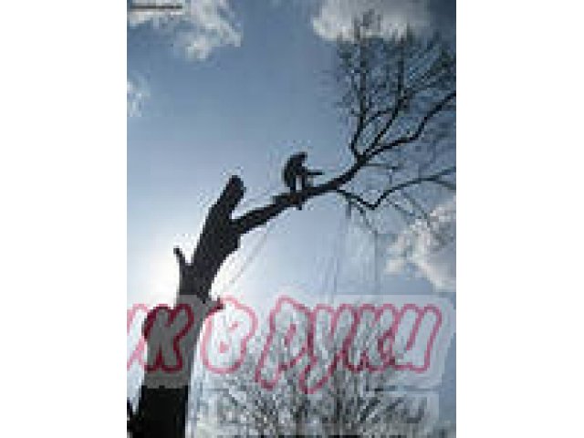 Спил деревьев в городе Барнаул, фото 3, Другое
