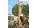 Спил деревьев в городе Барнаул, фото 2, стоимость: 1 900 руб.