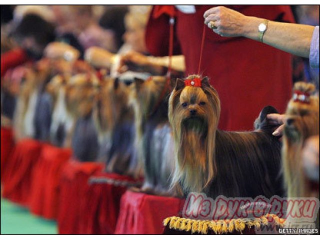 Подготовка собак к выставкам в Архангельске в городе Архангельск, фото 1, стоимость: 350 руб.