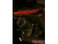 Продам британского котенка девочку в городе Набережные Челны, фото 1, Татарстан