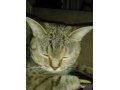 Потерялась кошка в городе Благовещенск, фото 1, Амурская область