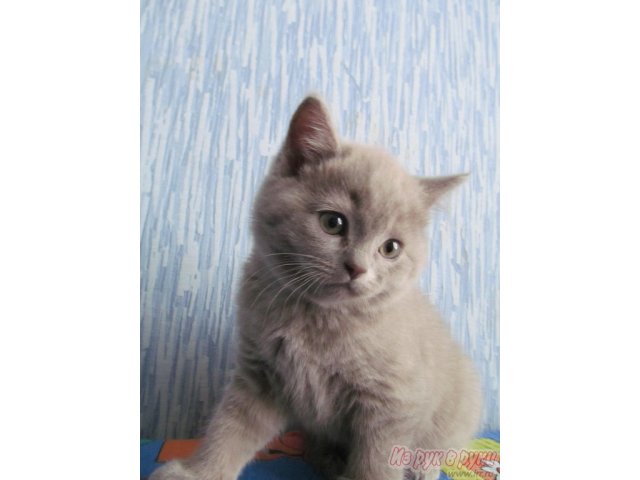 Продаю Шотландских Клубных котят в городе Саранск, фото 1, стоимость: 2 500 руб.