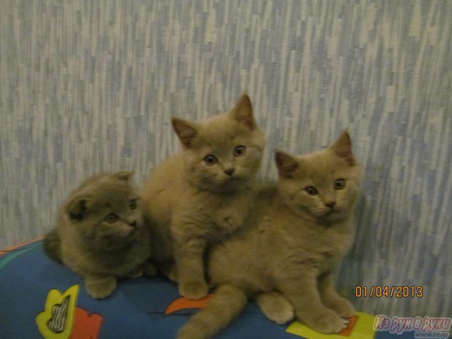 Продаю Шотландских Клубных котят в городе Саранск, фото 4, стоимость: 2 500 руб.