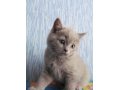 Продаю Шотландских Клубных котят в городе Саранск, фото 2, стоимость: 2 500 руб.