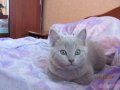 Продаю Шотландских Клубных котят в городе Саранск, фото 3, Кошки