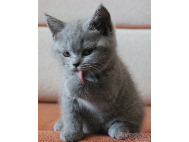 Продаётся котик британской короткошерстной породы. в городе Благовещенск, фото 2, стоимость: 20 000 руб.