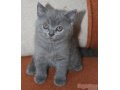 Продаётся котик британской короткошерстной породы. в городе Благовещенск, фото 1, Амурская область