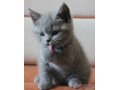 Продаётся котик британской короткошерстной породы. в городе Благовещенск, фото 2, стоимость: 20 000 руб.
