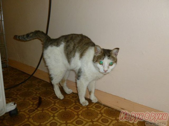 Кошечка в городе Тольятти, фото 2, стоимость: 0 руб.